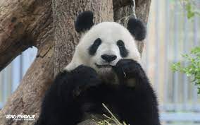 【上野動物園】パンダのシャンシャン♪かわいい水浴び ueno zoo panda shanshan ♪ cute bathing. å£ç´™ãƒ€ã‚¦ãƒ³ãƒ­ãƒ¼ãƒ‰ ä¸Šé‡Žå‹•ç‰©åœ'ã®ãƒ'ãƒ³ãƒ€æƒ…å ±ã‚µã‚¤ãƒˆ Ueno Panda Jp