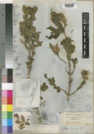 Image result for Petalidium englerianum