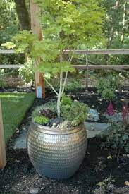 Potted Japanese Maple Love Planting Japanese Maple Modern Japanese Garden Asian Garden