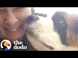 Will She Foster Fail With A Saint Bernard Puppy?