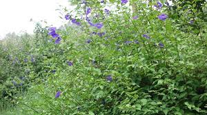 Image result for Thunbergia erecta