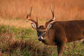 What To Know About Hunting Deer During Rutting Season Mossy Oak