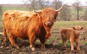 His name is little bill. Highland Cattle Natural History