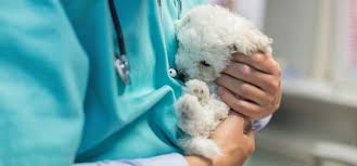 If this is an emergency, please contact your nearest vet or call blue pearl veterinary hospital at 212 924 3311. Pet Emergency Venice Pines Veterinary Clinic