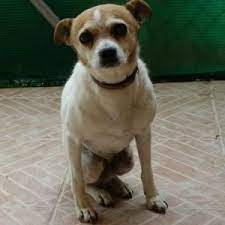 Adoptar Perros Chihuahua 3 Bambu Difunde Adoptar Un Perro Perros En Adopcion Perros Chihuahua