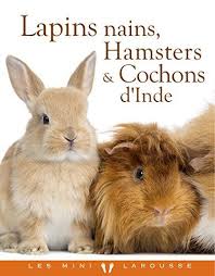 Lapins Nains Hamsters Et Cochons D Inde Lapin Nain Hamsters Lapin