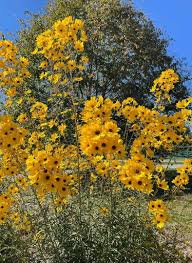 Image result for Helianthus angustifolius