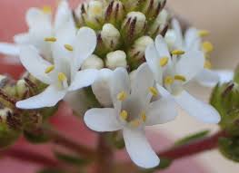 Image result for Selago coerulea