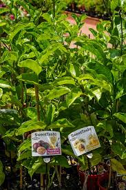 The next best thing to shopping in person at our retail nursery only 2 hours from brisbane. Edible Fruit Plants Trees For Sale Timbara Garden Centre