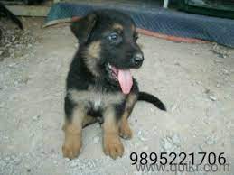 Although there are many wonderful souls across the nation who work extra hours and put in efforts beyond their capacity, there is always a shortage of funding and communication across the animal activist circuit. Pure Breed German Shepherd Puppies In Kodumba Palakkad Pets On Palakkad Quikr Classifieds