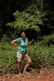 Image result for Pteris buchananii