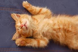 Clinical signs suggest nasopharyngeal polyp; Cat Purring With Mouth Open