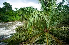 Image result for Elaeis guineensis