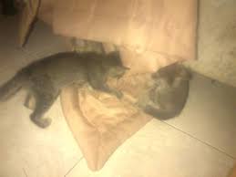 We did not find results for: Kenapa Induk Kucing Galak Berantem Marah Sama Anaknya Mentari Bali Holiday