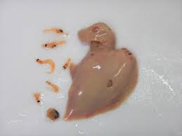 魚食普及推進センター - 大日本水産会