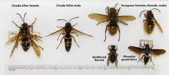 Cicada killers are large, solitary wasps in the family crabronidae. Cicada Killer Wasp Nc State Extension Publications