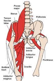 The abdominal, iliopsoas and adductor group. Groin Strain Physiopedia