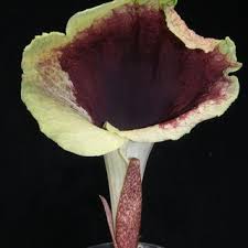 Image result for Sericanthe leonardii