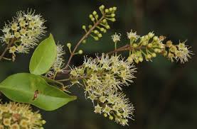 Image result for Combretum