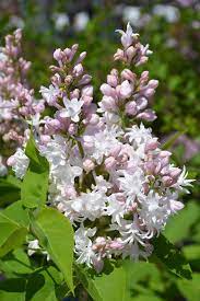 Beauty Of Moscow Lilac Syringa Vulgaris Beauty Of Moscow In Burlington Waterdown Dundas Ontario Ontario On At Connon Nurseries