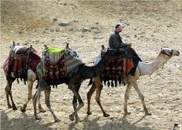 Camel ride in bikaner is one of the top activities to do in city. Scripture Alphabet Of Animals The Camel Lee S Birdwatching Adventures Plus