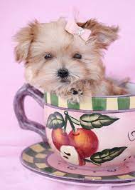 Morkie Puppy By Teacups Puppies Boutique American Bulldog Puppies Poodle Puppy Teacup Puppies For Sale