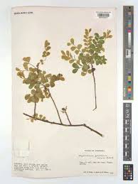 Image result for Haplocoelum inoploeum