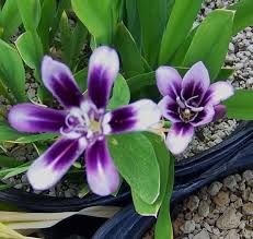 Image result for Sparaxis