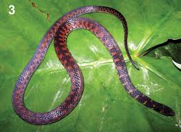 Image result for Atractus modestus