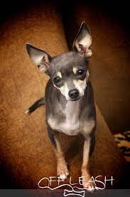 110 Deer Head Chihuahuas Ideas Chihuahua Love Cute Chihuahua Chihuahua Puppies
