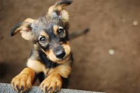 A cat's age can vary depending on other variables, such as breed, nutrition and exercise. Cat Age Calculator Convert Cat Years To Human Years Inch Calculator