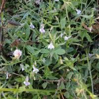 Image result for Lobelia fervens