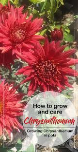 How To Grow Chrysanthemums In Pots Growing Chrysanthemums And Care Chrysanthemum Growing Chrysanthemum Care Chrysanthemum Plant