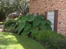 Get tips for successfully growing and caring for elephant ears. Alocasia Macrorrhiza Elephant Ears Fast Growing Alocasia Macrorrhiza Plants Elephant Ears