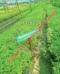 Image result for Bambusa balcooa