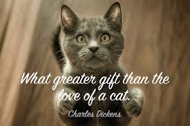 When he swiped it said restricted, or some bs. 79 Best Cat Quotes Famous Funny Inspirational Quotes