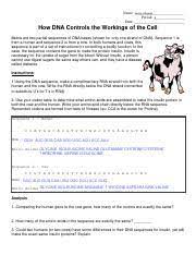 Changes in the dna code are called mutation and they can cause a protein to not function properly. Investigation Dna Proteins And Mutations Docx Name Investigation Dna Proteins And Mutations Below Are Two Partial Sequences Of Dna Bases Shown For Course Hero