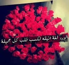 شعر عن الورد الاحمر اروع كلام فى وصف الزهور الحمراء اروع روعه