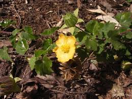 Image result for Abutilon sonneratianum