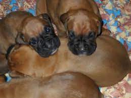 Boxer puppies for sale and dogs for adoption in michigan, mi. Boxer Puppies In Michigan