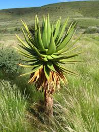 Image result for Aloe littoralis