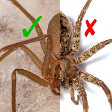 Recluse Violin Spider Identification Brown Recluse Recluse Spider Spider
