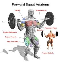 The muscle cells of skeletal muscles are much longer than in the other types of muscle tissue, and are often known as muscle fibers. Pin By Sergeant Schroeder On Compound Exercises Squats Best Leg Workout Leg Workout