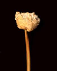 Image result for Mesanthemum radicans