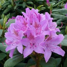 Хотите купить саженцы рододендрона гибридного розеум элеганс (rhododendron roseum elegans)?зайдите на. Rhododendron Hybride Roseum Elegans Fliedertraum