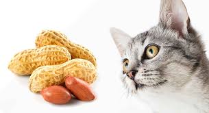 And it's such a strong association. Can Cats Eat Peanuts Or Are They Best Avoided
