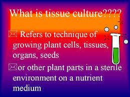 Tissue culture (tc) is the cultivation of plant cells, tissues, or organs on specially formulated nutrient media. Plant Tissue Culture What Is Tissue Culture Terminology