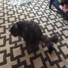 I've tried a bunch of things to dissuade her but nothing has worked. 25 Problem Solving Products From Amazon For Cat Owners