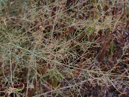 Image result for Dicliptera paniculata