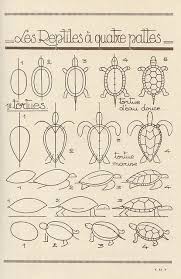 Les Animaux 24 Schildkrote Zeichnen Malen Und Zeichnen Tiere Malen